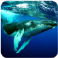 座头鲸模拟器3D